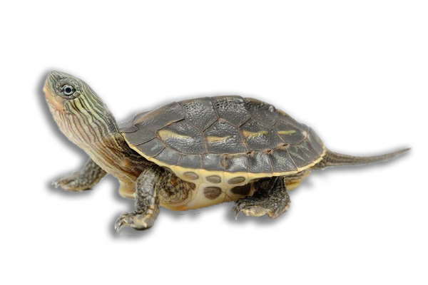 Top A Costine Con Scollo A Barca - Giallo-verde - DONNA | H&M IT - Foto 7