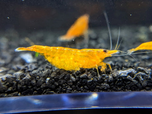 CARIDINA - Yellow Pumpkin