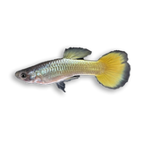 Guppy Koi German Yellow