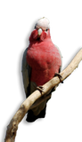 PULLO - Cacatua Rosa Allevato a mano