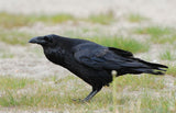 Corvo imperiale