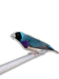 Diamante di Gould Blu