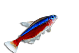 Neon Cardinale