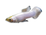Guppy Koi Snow White