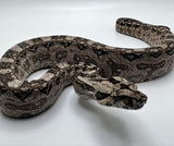 Boa Constrictor Ancestrale