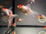ORANDA Cappuccetto Rosso 8cm