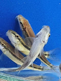 Pulitore Mangia Alghe  Gyrinocheilus