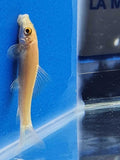 Pulitore Mangia Alghe Gyrinocheilus Albino