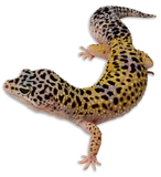 Geco Leopardino Ancestrale