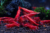CARIDINA - Red Cherry