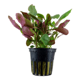 Lobelia Cardinalis