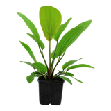 Echinodorus Rose