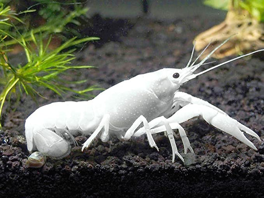 Aragostina White - Procambarus Alleni