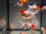 ORANDA Cappuccetto Rosso 8cm