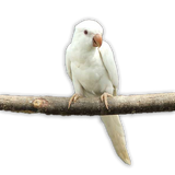 PULLO - Parrocchetto dal Collare Albino Allevato a Mano