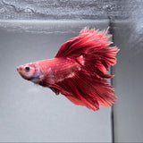 BETTA - Splendens Male “a2”