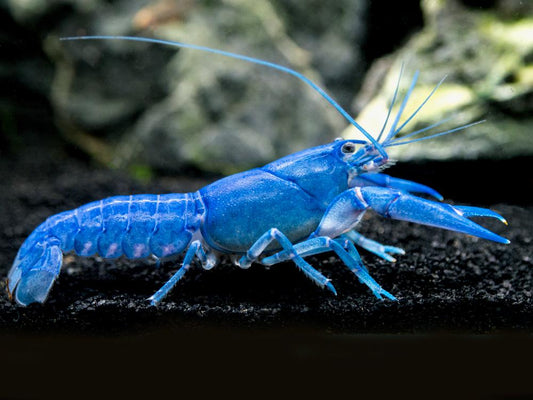 Aragostina Blue Elettric - Procambarus Alleni