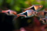 Rasbora heteromorpha