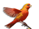 Canarino Domestico Rosso