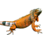 Iguana Rossa