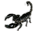 Scorpione Heterometrus Silenus