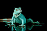 Iguana Blu