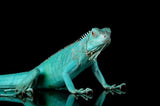 Iguana Blu