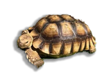 Tartaruga Sulcata