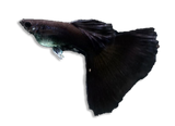 Guppy Show Koi Full Black