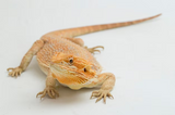 Drago Barbuto