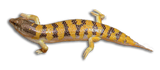 Scinco della Sabbia