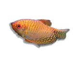 Gourami