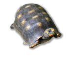 Tartaruga dalle Zampe Gialle