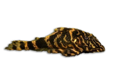 Clown Pleco