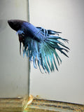 BETTA - Crowntail Male “c3”
