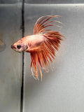 BETTA - Crowntail Male “c4”