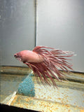 BETTA - Crowntail Male “c5”