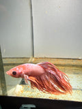 BETTA - Crowntail Male “c2”