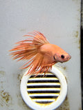 BETTA - Crowntail Male “c8”