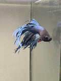 BETTA - Crowntail Male “c1”