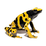 Rana Freccia dalle Bande Gialle