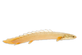 Polypterus Senegalus Gold