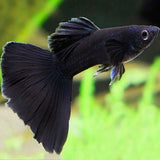 Guppy Show Koi Full Black