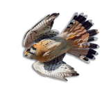 Gheppio Americano