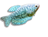 Gourami