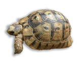 Tartaruga Greca