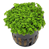 Hemianthus Callitrichoides