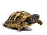 Tartaruga di Terra