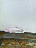 BETTA - Dombo Ear Female "e6"