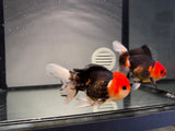 ORANDA Testa di Leone Red Jelly 12cm